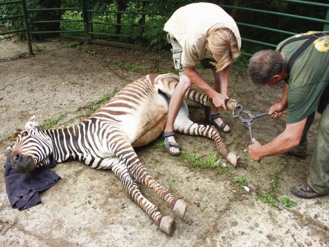 pedi_zebra.jpg pedi_zebra.jpg